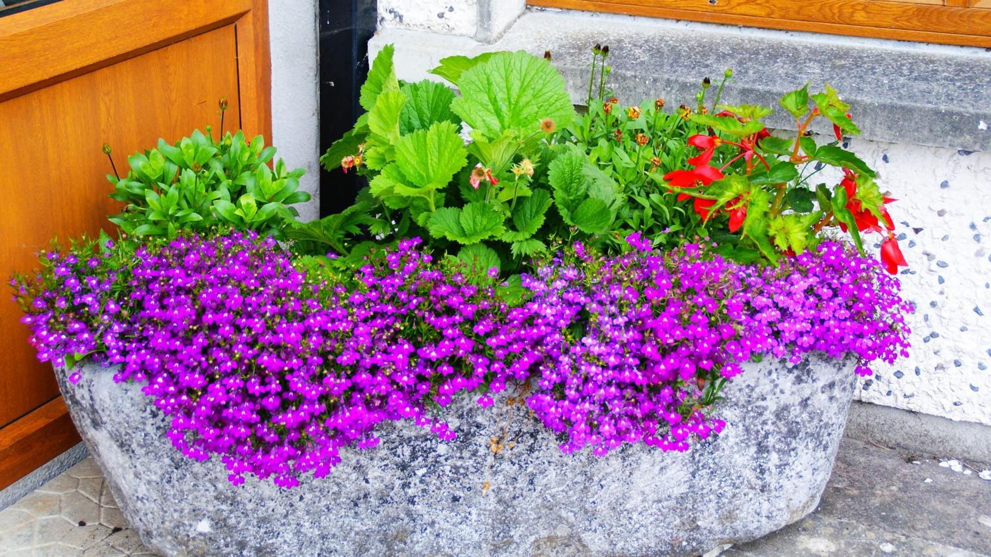 Rockville House B&B Cashel  Εξωτερικό φωτογραφία